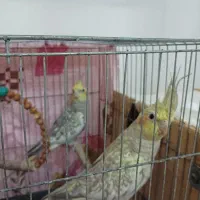 یک جفت عروس هلندی کنجدی|پرنده|آمل, |دیوار