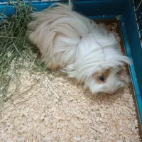 خوکچه هندی فشن