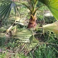 فروش گل پالم