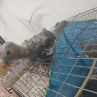 عروس هلندی نر و ماده|پرنده|رومشکان, |دیوار