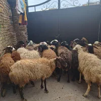 فروش  60راس گوسفند قربانی زیر قیمت بازار