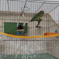 طوطی بریزیلی خوشگل