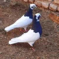 کبوترطوق سیاه کاکل ساده|پرنده|فسا, |دیوار