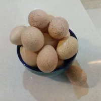 فروش تخم بوقلمون