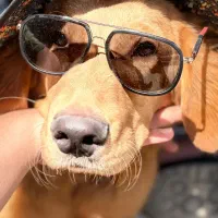 سگ گلدن رتریور|سگ|شیراز, شهرک ولیعصر|دیوار