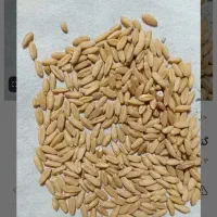 گندم دیم درجه یک