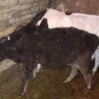 گوساله ماده قیمت 290کیلویی