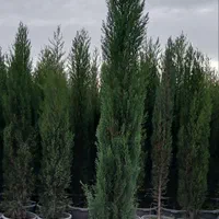 تولید انواع گل و گیاه سرو