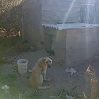 سگمخصوصباغونگهبانی