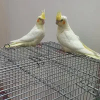 عروس هلندی جوجه|پرنده|فلاورجان, |دیوار