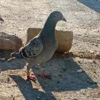 پلاکی و دورگ|پرنده|کازرون, |دیوار