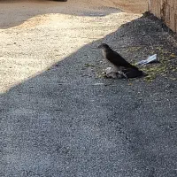 موتور ۱۲۵  پلاتینا