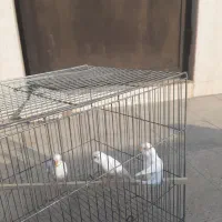 مرغ عشق سفید خالص|پرنده|بابلسر, |دیوار