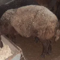 بره نر و ماده گوسفندپرواری|حیوانات مزرعه|علیآباد کتول, |دیوار