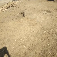 کوود حوانی درجه یک