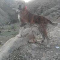 سرابی|حیوانات|ایذه, |دیوار