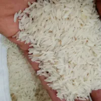 برنج طارم
