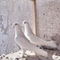 کبوتر سفید