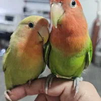 جفت طوطی برزیلی اهلی