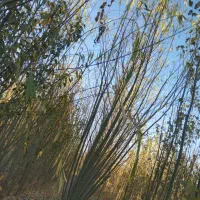 نهال بید معجون و سایر نهال ها|گل و گیاه طبیعی|میاندوآب, |دیوار