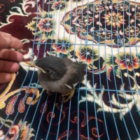 سلام خسته نباشید جوجه مینا