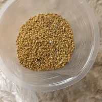 بذر یونجه محلی