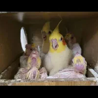 عروس هلندی مولد