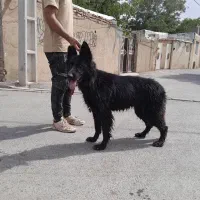 ژرمن بلک