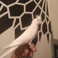گمشده
