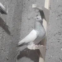 ماده سینه سوسنی|پرنده|شیراز, حومه شیراز|دیوار