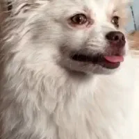 سگ پامر اشپیتز