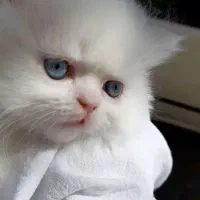 گربه پرشین چشم آبی