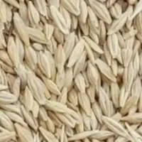 جو محلی کارزان