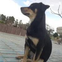 واگذاری سگ رایگان نژاد جک راسل