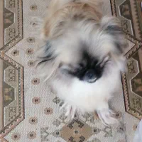 سگ نژاد دار خونگی|سگ|گرگان, |دیوار