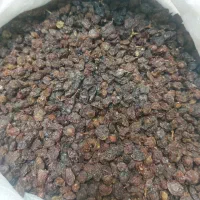 کشمش(درگز) و (کاشمر) مخصوص آبگیری|عمده‌فروشی|مشهد, تلگرد|دیوار