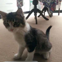 واگذاری گربه|گربه|شیراز, رازی|دیوار