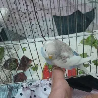 مرغ عشق بالغ با جوجه