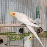 طوطی عروس هلندی مولد جفت خورده درحال تخم گذاری|پرنده|سنندج, |دیوار