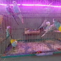 مرعشق فنچ طوطی کوتوله