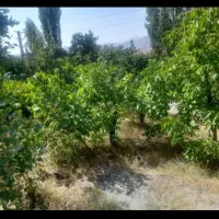 باغ زمین ۱۰۰۰ متری چالوس ارنگه