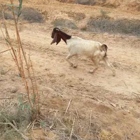 بزباکهرههاشنرهستن