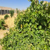 فروش زمین ۱۰۰۰ متری باغشهرها در خالد آباد فاتحی|فروش زمین و ملک کلنگی|شیراز, ویلاشهر|دیوار