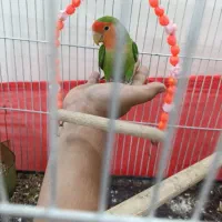 طوطی برزیلی