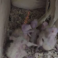 تعدادی جوجه سرلاکی عروس هلندی نژاد های مختلف|پرنده|مرودشت, کناره|دیوار