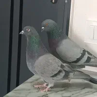 کبوتر  پرشی|پرنده|فردیس, شهرک ناز|دیوار