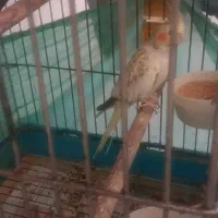 عروس هلندی ماده گل باقالی