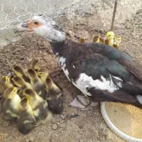 اردک خارجی تعداد ۲۱عدد بدون مادر فروخته میشود|حیوانات مزرعه|قائمشهر, |دیوار