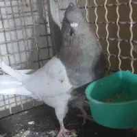 کفتر|پرنده|تهران, دولاب|دیوار