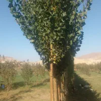 فروش قلمه آغ قوواخ آزربایجان